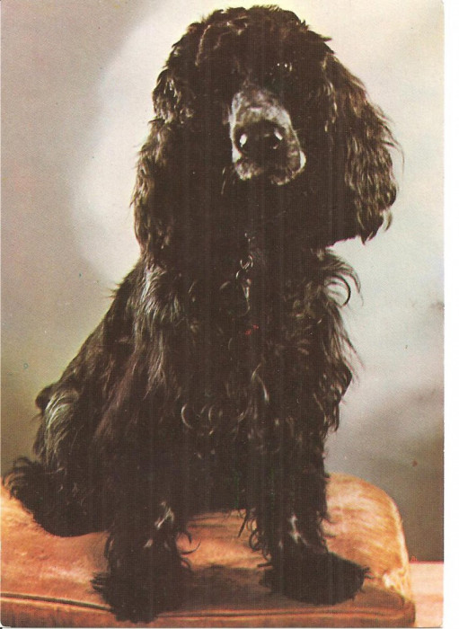 CPI (B3269) COCKER SPANIEL, EDITURA SPORT-TURISM, NECIRCULATA