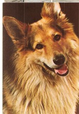 CPI (B3268) CIOBANESC GERMAN, EDITURA SPORT-TURISM, NECIRCULATA