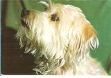 CPI (B3273) ILUSTRATA CANINA, EDITURA SPORT-TURISM, NECIRCULATA, CAINE