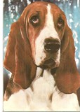 CPI (B3275) BASSET ( HOUND ) EDITURA SPORT-TURISM, NECIRCULATA, CAINE, Fotografie