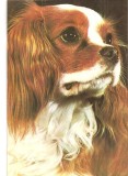 CPI (B3272) SPANIEL KING CHARLES, EDITURA SPORT-TURISM, NECIRCULATA