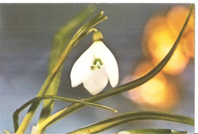 CPI (B3301) GHIOCEL, EDITURA MERIDIANE, NECIRCULATA, TIMBRU foto