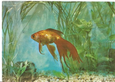 CPI (B3302) ACVARIUL CONSTANTA. CARASSIUS AURATUS, ASIA, COMPLEXUL MUZEAL DE STIINTE ALE NATURII - CONSTANTA, NECIRCULATA foto