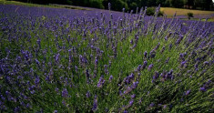 Seminte de lavanda foto