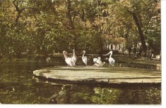 CPI (B3327) BUCURESTI. GRADINA CISMIGIU, EDITURA MERIDIANE, NECIRCULATA, 727, PELICANI