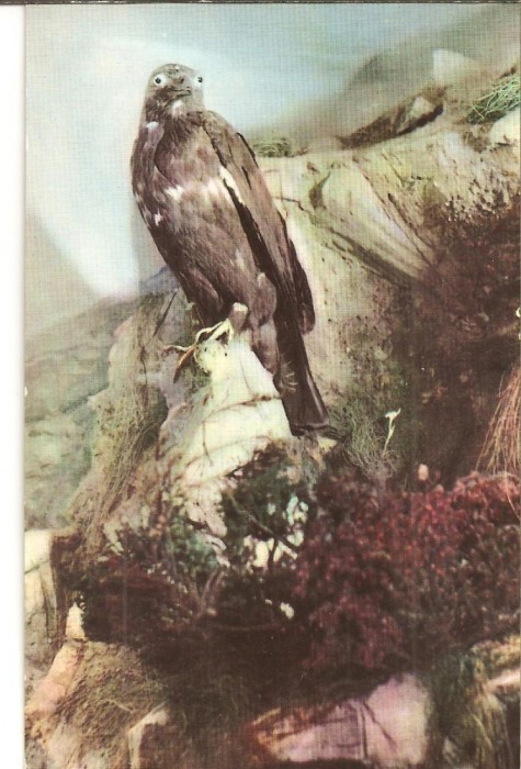 CPI (B3388) VULTUR, MAXIFILIE, NECIRCULATA