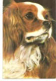 CPI (B3399) SPANIEL KING CHARLES, EDITURA SPORT-TURISM, NECIRCULATA