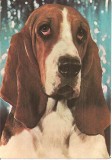 CPI (B3403) BASSET (HOUND), EDITURA SPORT-TURISM, NECIRCULATA