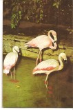CPI (B3405) FLAMINGO, GRADINA ZOOLOGICA BUCURESTI, NECIRCULATA