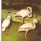 CPI (B3405) FLAMINGO, GRADINA ZOOLOGICA BUCURESTI, NECIRCULATA