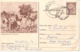CPI (B3487) CARTE POSTALA. PIONIERELE CULEG PLANTE MEDICINALE, CIRCULATA, 1957, R.P.R.; PIONIER, PIONIERI, ELEV, ELEVI, TINERI, TANAR, COPIL, COPII