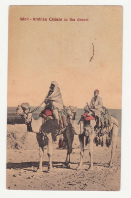 CARTE POSTALA DIN 1910 - ADEN - ARABIAN CAMELS IN DESERT foto