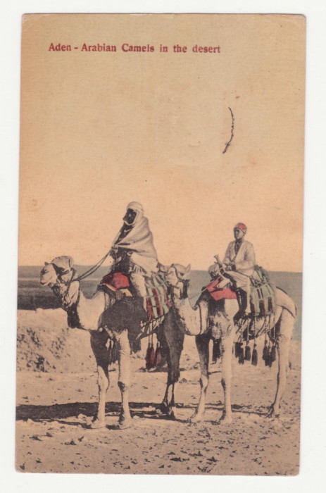 CARTE POSTALA DIN 1910 - ADEN - ARABIAN CAMELS IN DESERT