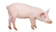 Vand porc eco foto