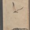 (C4364) PASAREA FURTUNII DE PETRU DUMITRIU, EDITURA TINERETULUI a C.C.al U.T.M., 1954