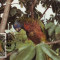 WWF set 1987 Saint Lucia - 4 x MC - papagal