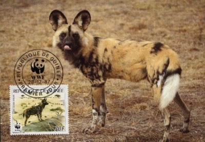 WWF MC complet set /4 x buc. Maximum cartele/ Guinea 1987 - african wild dog foto