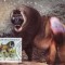 WWF MC set /4buc./ 1988 Kamerun - Drill monkey