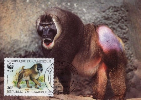 WWF MC set /4buc./ 1988 Kamerun - Drill monkey