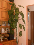 Dieffenbachia, planta decorativa de interior