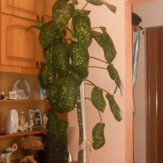 Dieffenbachia, planta decorativa de interior