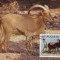 WWF set complet MC /4buc. div./ Chad 1988 - berber sheep