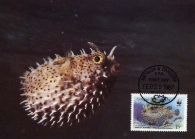 WWF complet set MC /4 buc./ Antigua&amp;amp;amp;Barbuda 1987 - peste de Karibik foto