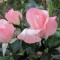 Trandafir Tea Hybrid (butas) - Nr.5 Bulgaria