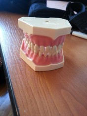 VAND Modele dentare Frasaco AG-3 foto
