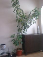 Planta Schefflera de apartament foto