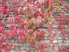 Planta agatatoare (Parthenocissus vitacea) (20 seminte) foto