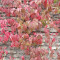 Seminte de Planta agatatoare Parthenocissus vitacea (20 s.)cultivat si ca Bonsai