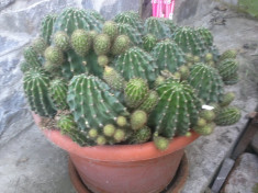 cactus cu pui foto