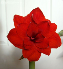 Bulbi de AMARYLLIS DUBLE DRAGON marime 26-28 cu 25 Ron foto