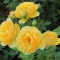 Trandafir Catarator (butas) - Nr.26 Bulgaria