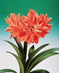 Bulbi de AMARYLLIS LADY JANE DUBLU marime 26-28 cu 25 Ron foto