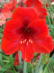 Bulbi de AMARYLLIS RED LION cu 20 Ron foto