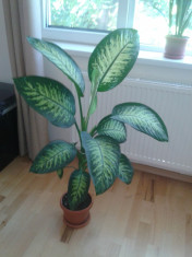 Dieffenbachia / Limba Soacrei - mare foto