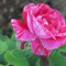 Trandafir Catarator (butas) - Nr.51 Bulgaria