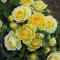 Trandafir Polianta (butas) - Nr.42 Bulgaria