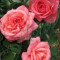 Trandafir Polianta (butas) - Nr.40 Bulgaria