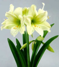 Bulbi de AMARYLLIS SUNNY PRINCE marime 26-28cm cu 27 Ron foto