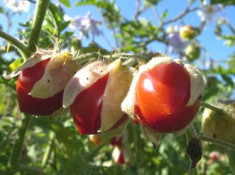 Seminte Litchi Tomato (Solanum sisymbriifolium) foto