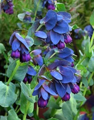 Seminte Cerinthe Major foto