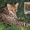 WWF complet set /4buc./ 1988 Salvador - wild cats