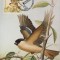WWF complet set / 4buc. MK/ MK Azoren 1990 - birds
