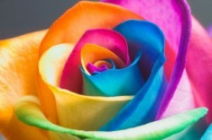 Seminte trandafir super colorat (curcubeu) foto