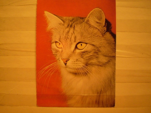 GERMANIA - PISICA - NECIRCULATA .