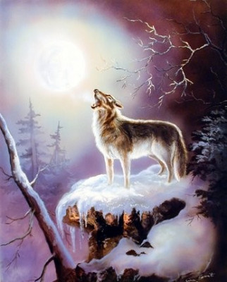 Poster - Wolf 40,64-50,08 foto