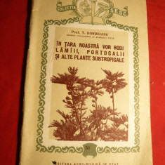 Prof.T.Bordeianu- Lamai ,Portocali ,Plante Subtropicale in Romania 1955
